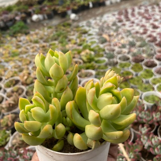 Sedum adolphii (Bare Rooted)