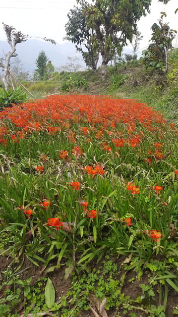 RED TITHONIA BULBS (PACK OF 20)