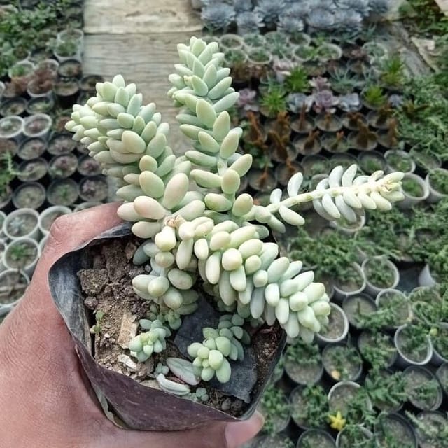 Sedum Burro’s Tail (Bare Rooted)