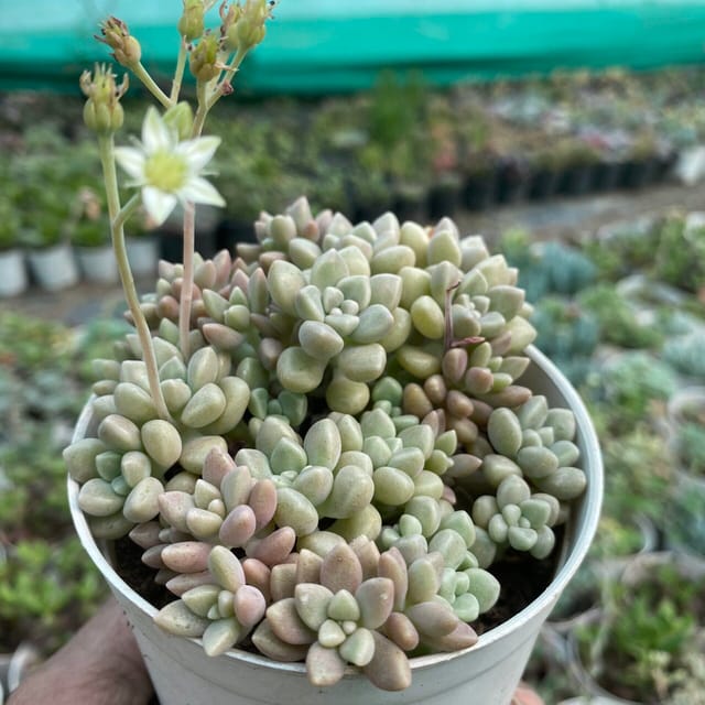 Sedum clavatum (Bare Rooted)