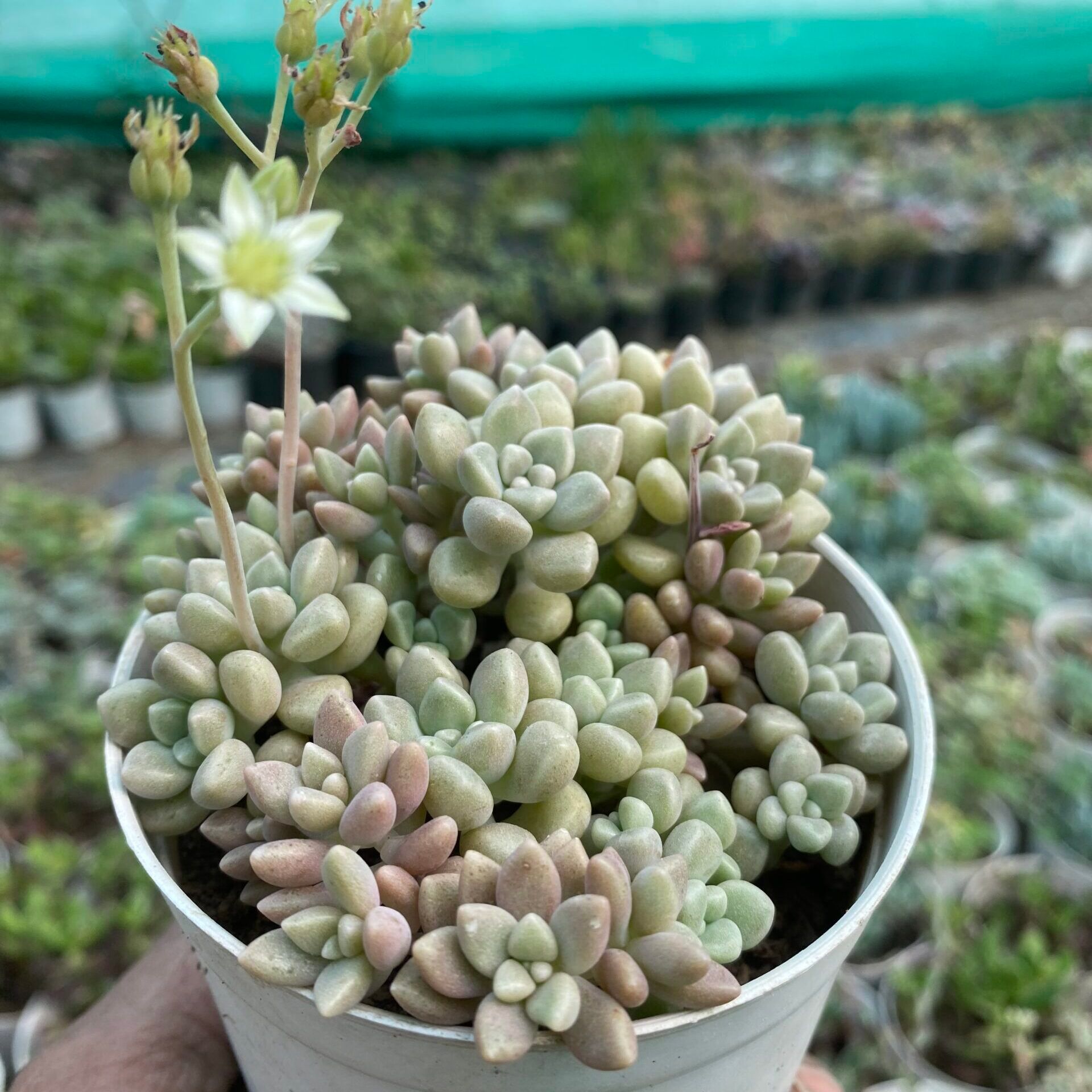 Sedum clavatum (Bare Rooted)