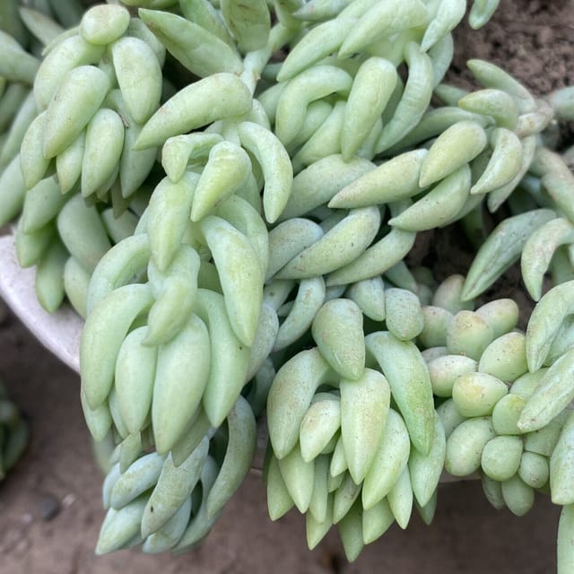 Sedum Donkey Tail (Bare Rooted)