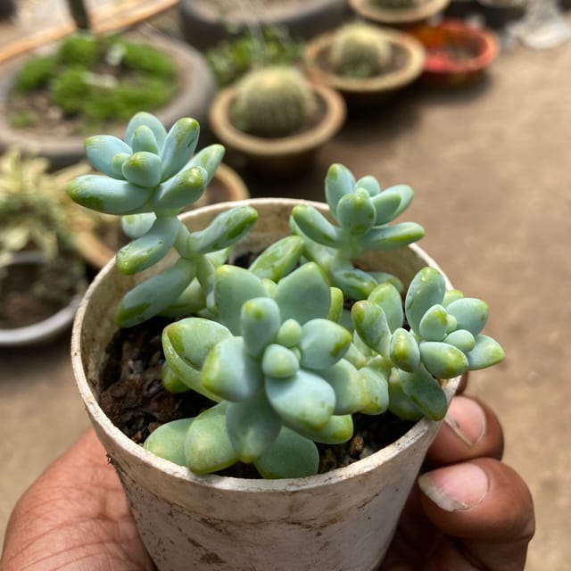 Sedum 'Green Star' (Bare Rooted)