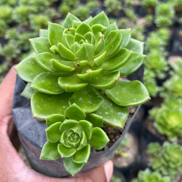 Sedum Letizia (Bare Rooted)