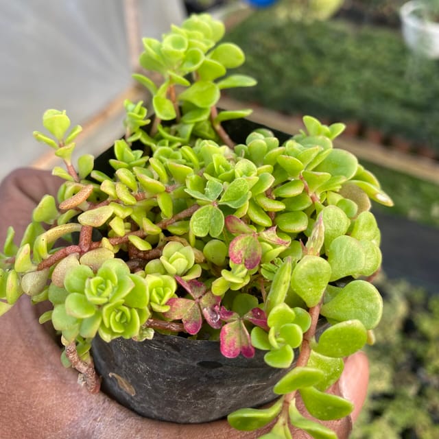 Sedum makinoi (Bare Rooted)