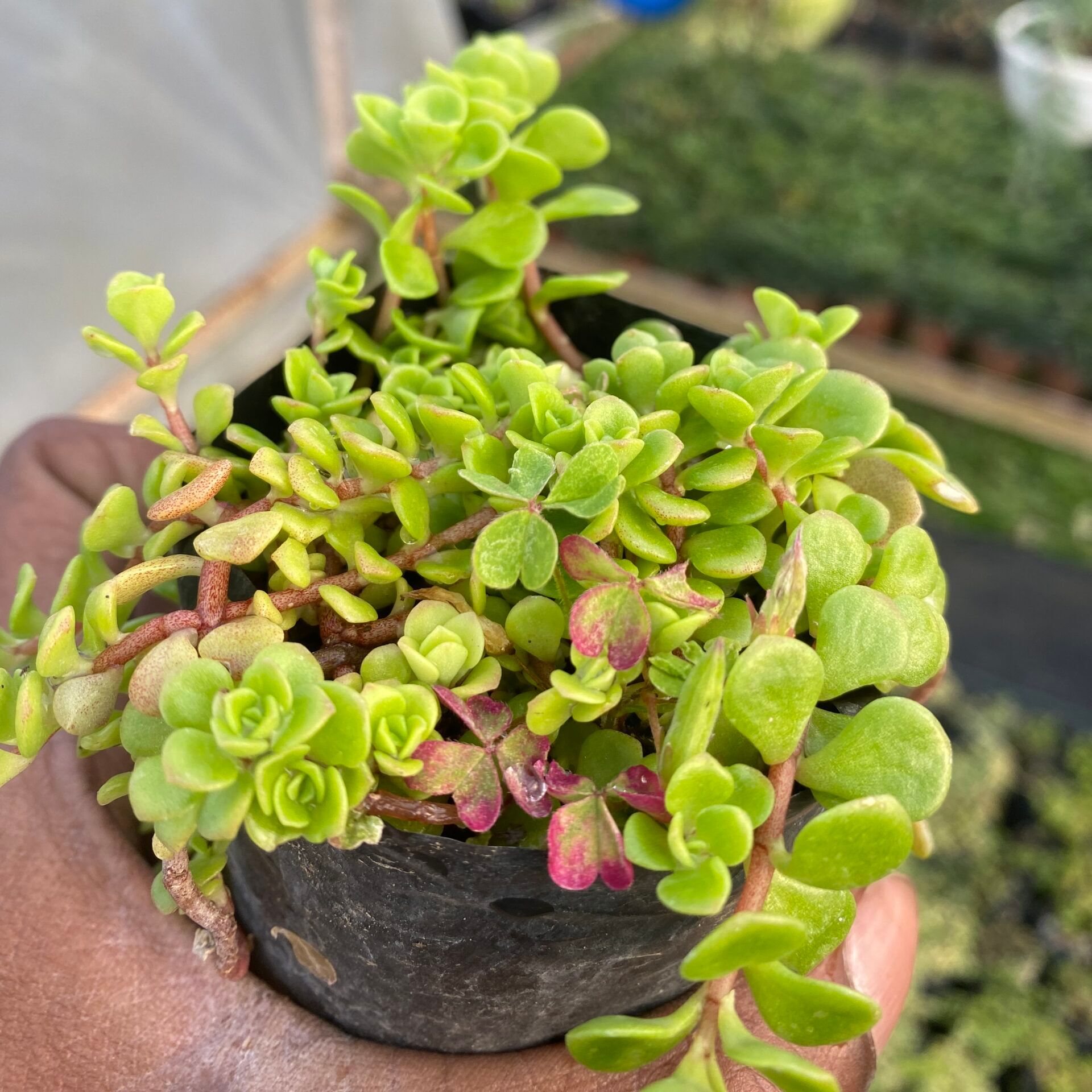 Sedum makinoi (Bare Rooted)