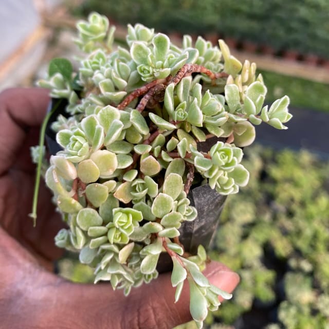 Sedum makinoi Variegated (Bare Rooted)