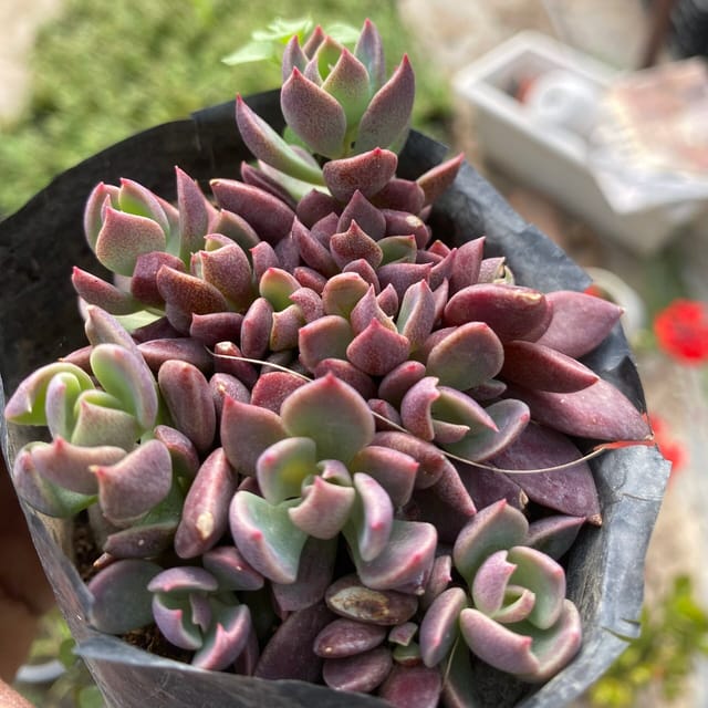 Sinocrassula indica (Bare Rooted)
