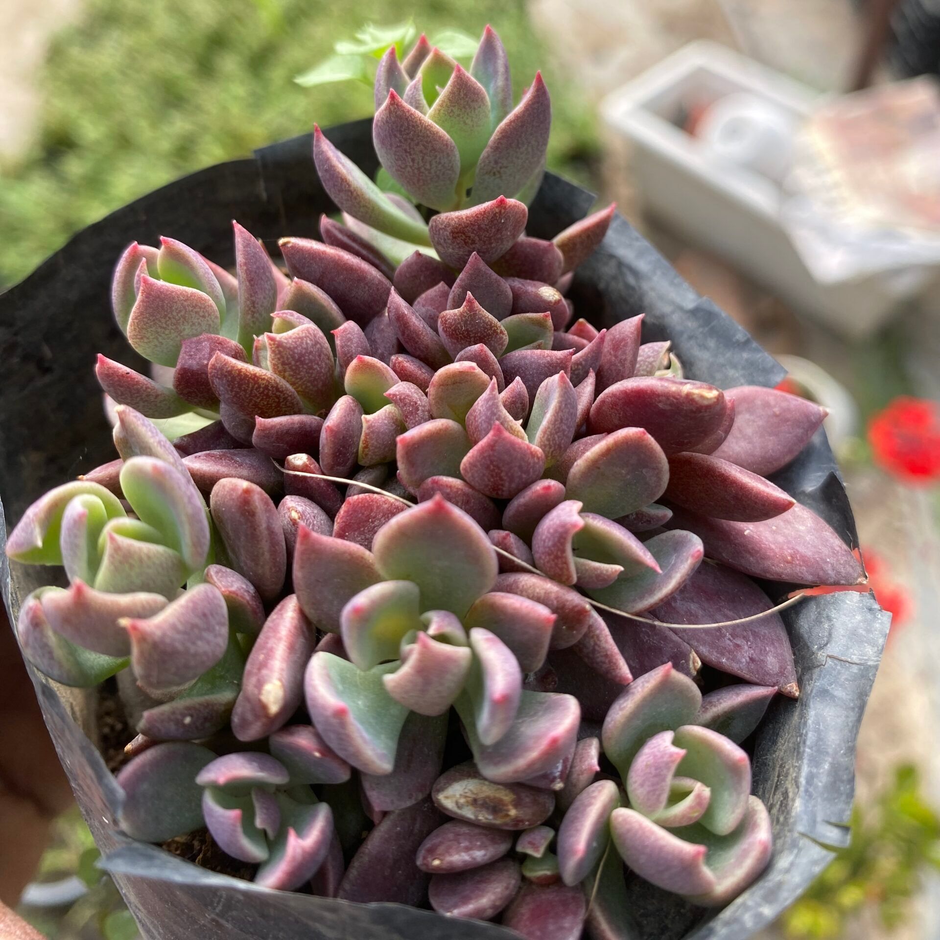 Sinocrassula indica (Bare Rooted)