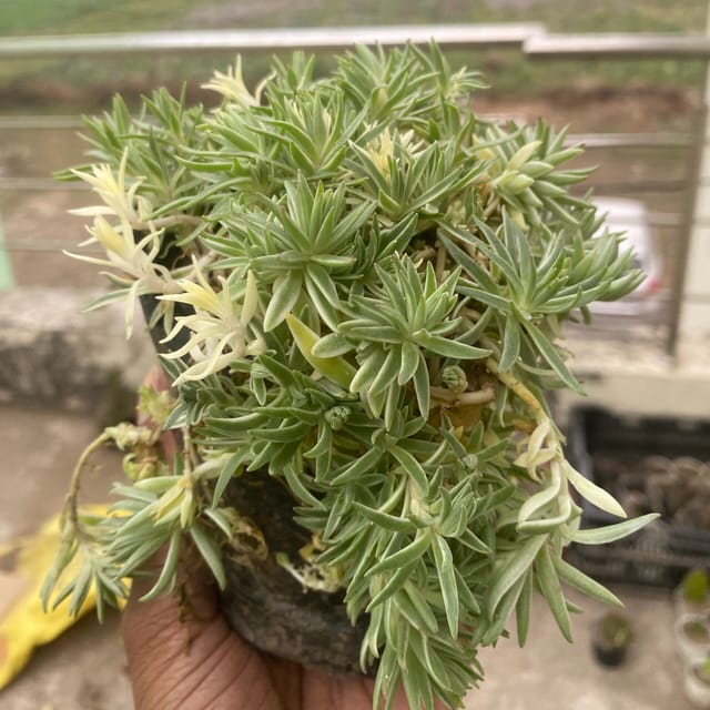 Variegated Star Grass (Bare Rooted)
