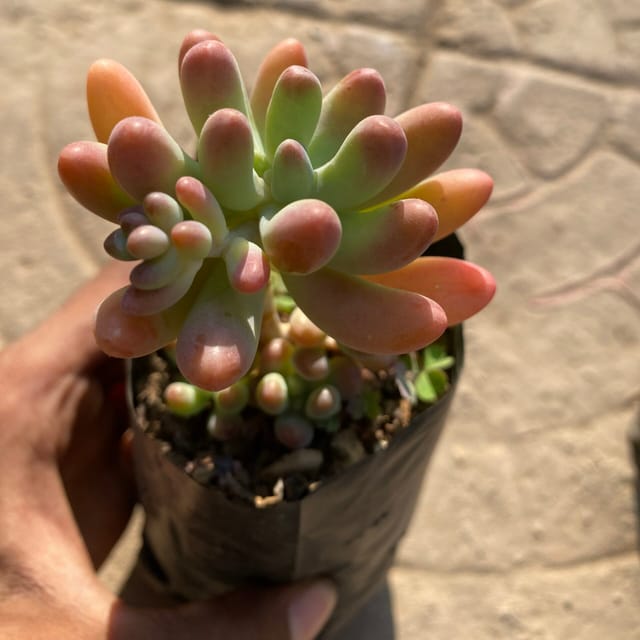 Banana Sedum (Bare Rooted)