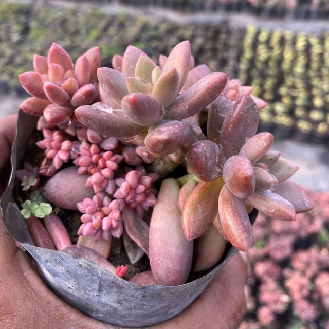 Chocolate Sedum (Bare Rooted)