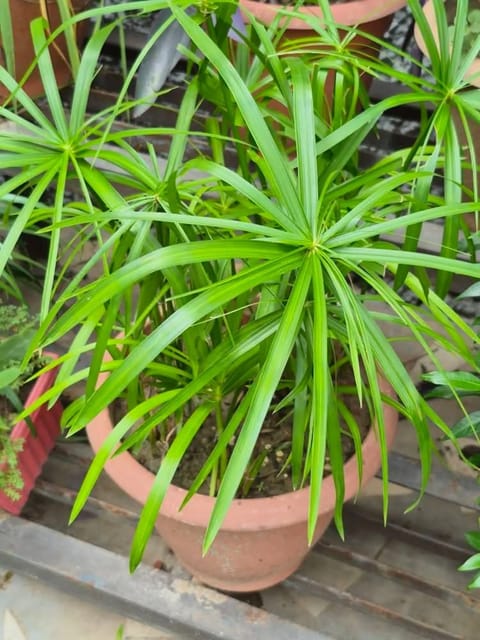 Cyperus Alternifolius - Umbrella Palm