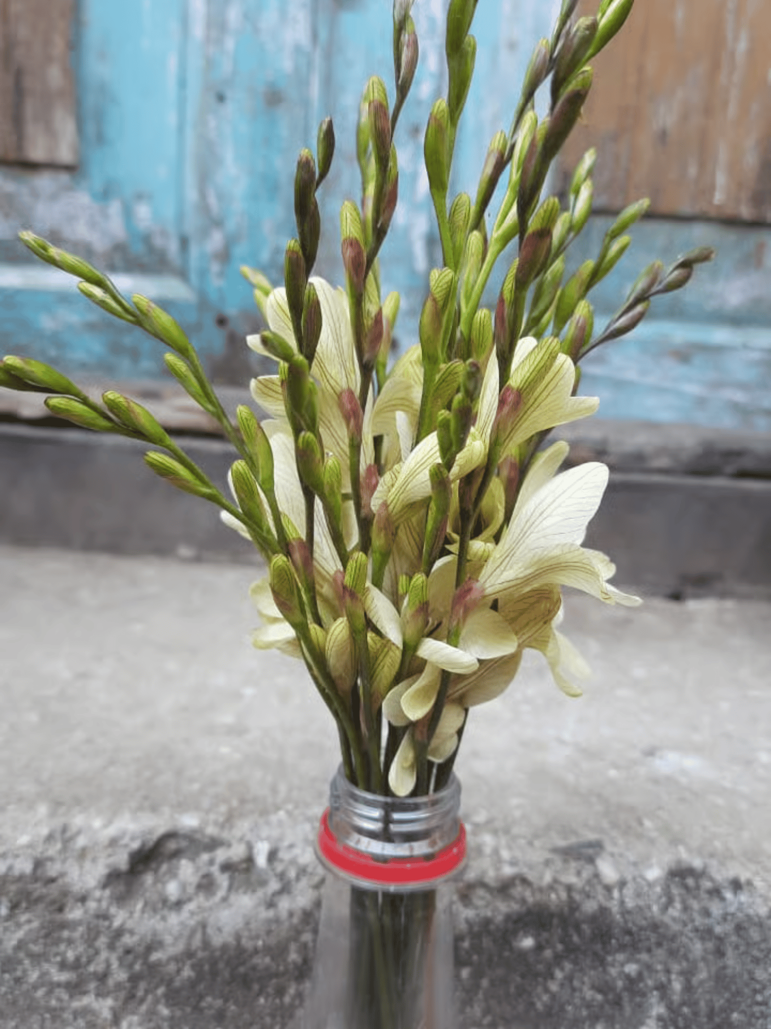 White Tithonia Bulbs (pack of 20 bulbs)