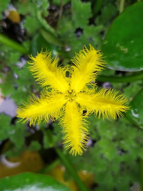 Water Snowflake Yellow - Pack Of 3