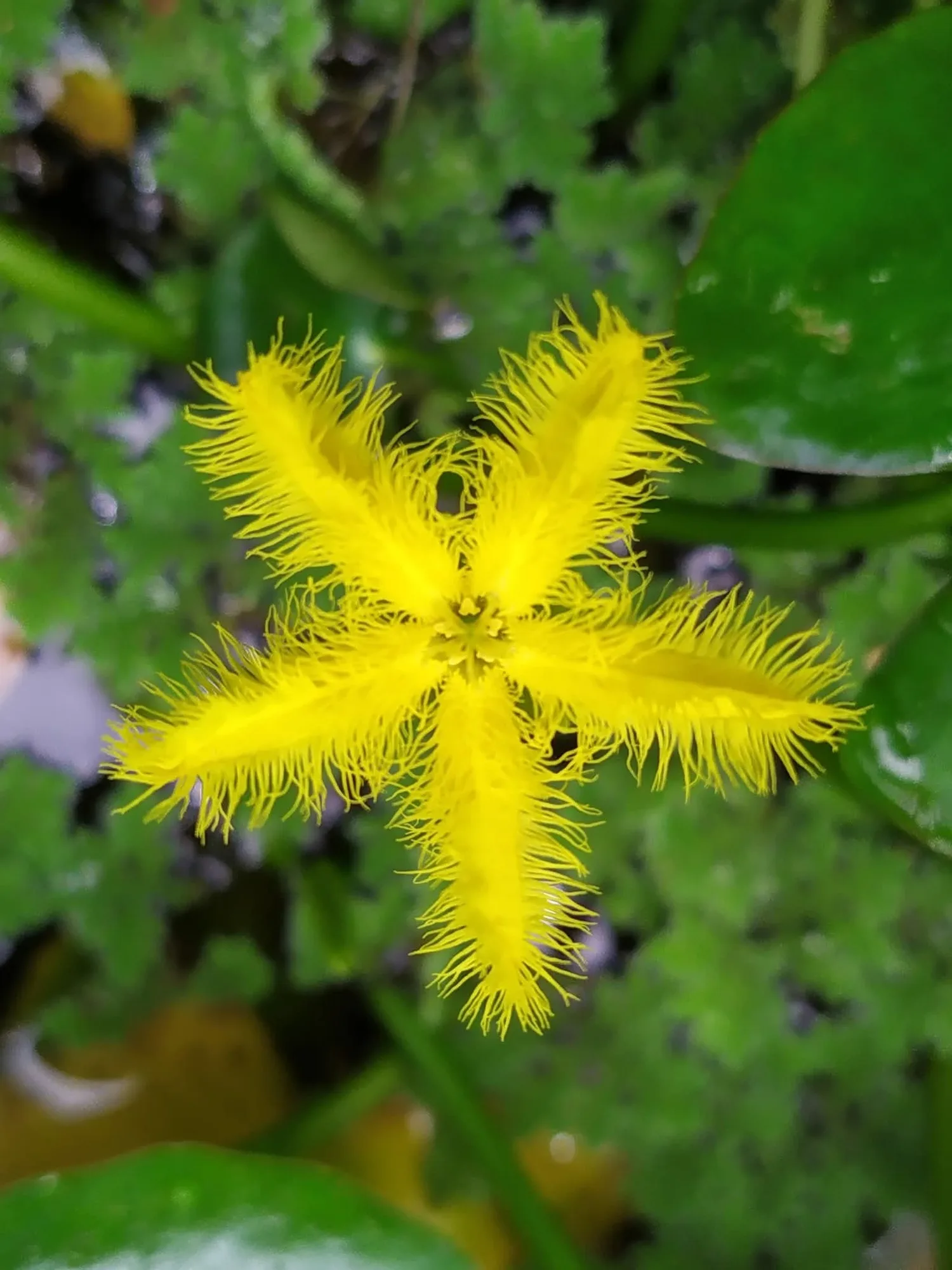 Water Snowflake Yellow - Pack Of 3