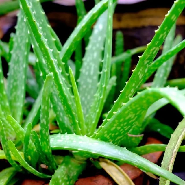 Aloe Vera Red Gel