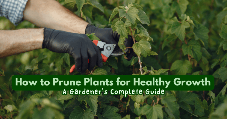 How to Prune Plants for Healthy Growth