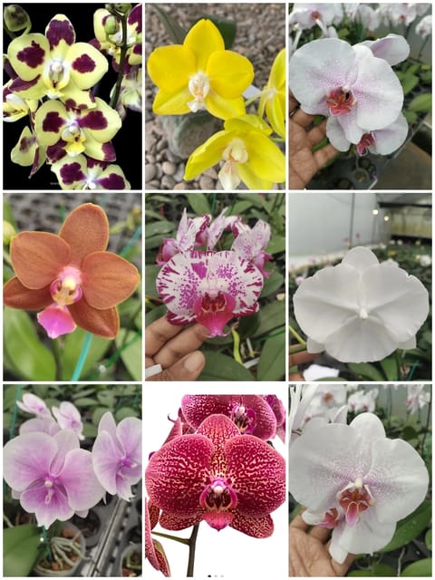 Assorted Phalaenopsis 5 Plant Combo With Buds