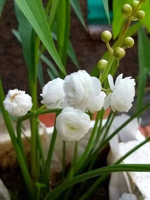 Sagittaria Japonica - Japanese Arrowhead