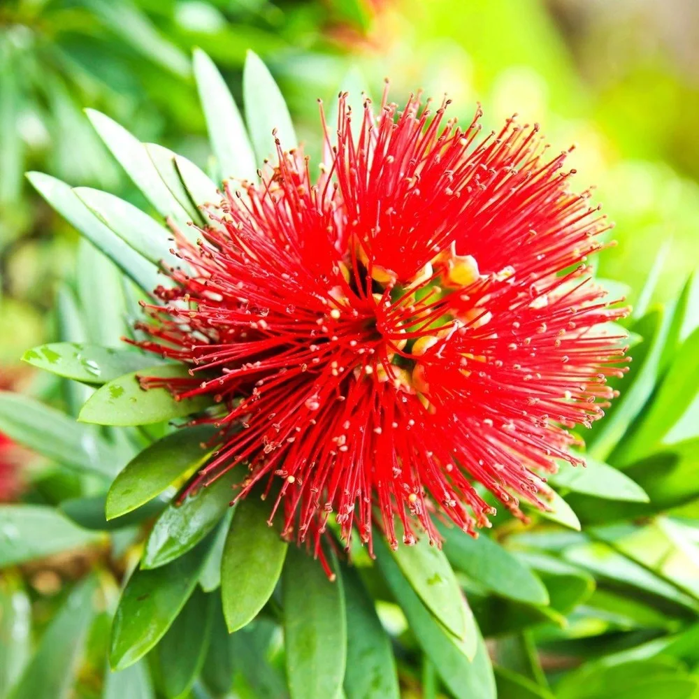 Rosida Red Flowering Plant