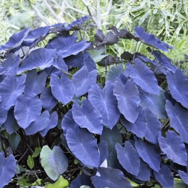 Colocasia Violet