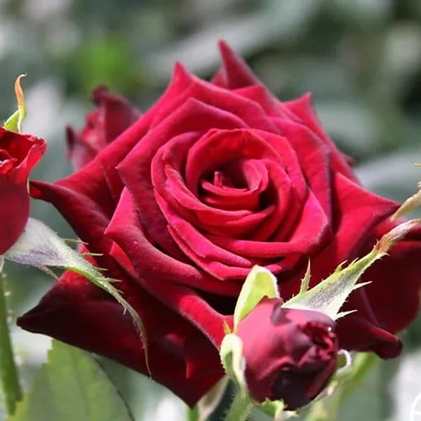 Dutch Red Rose Plant – Grafted