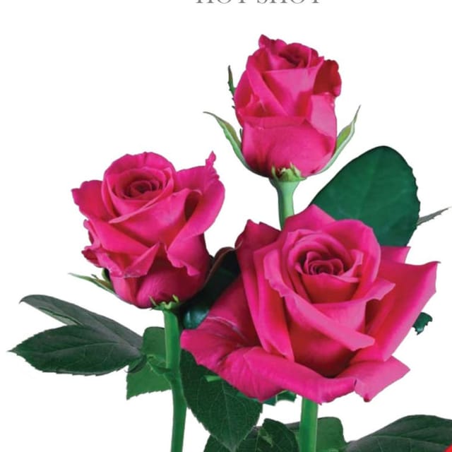 Hot Shot Rose Plant – Grafted  Dutched  Rose