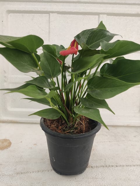 Anthurium Plant With Pot