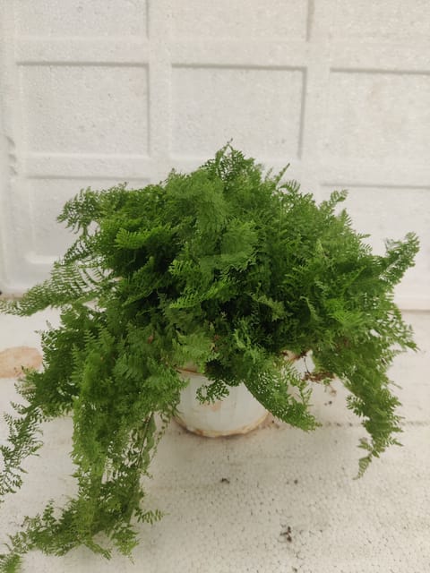 Mother Fern Plant With Pot