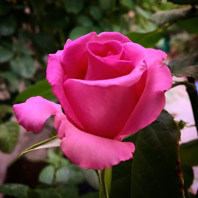 Topaz Rose Plant – Grafted Dutched Rose
