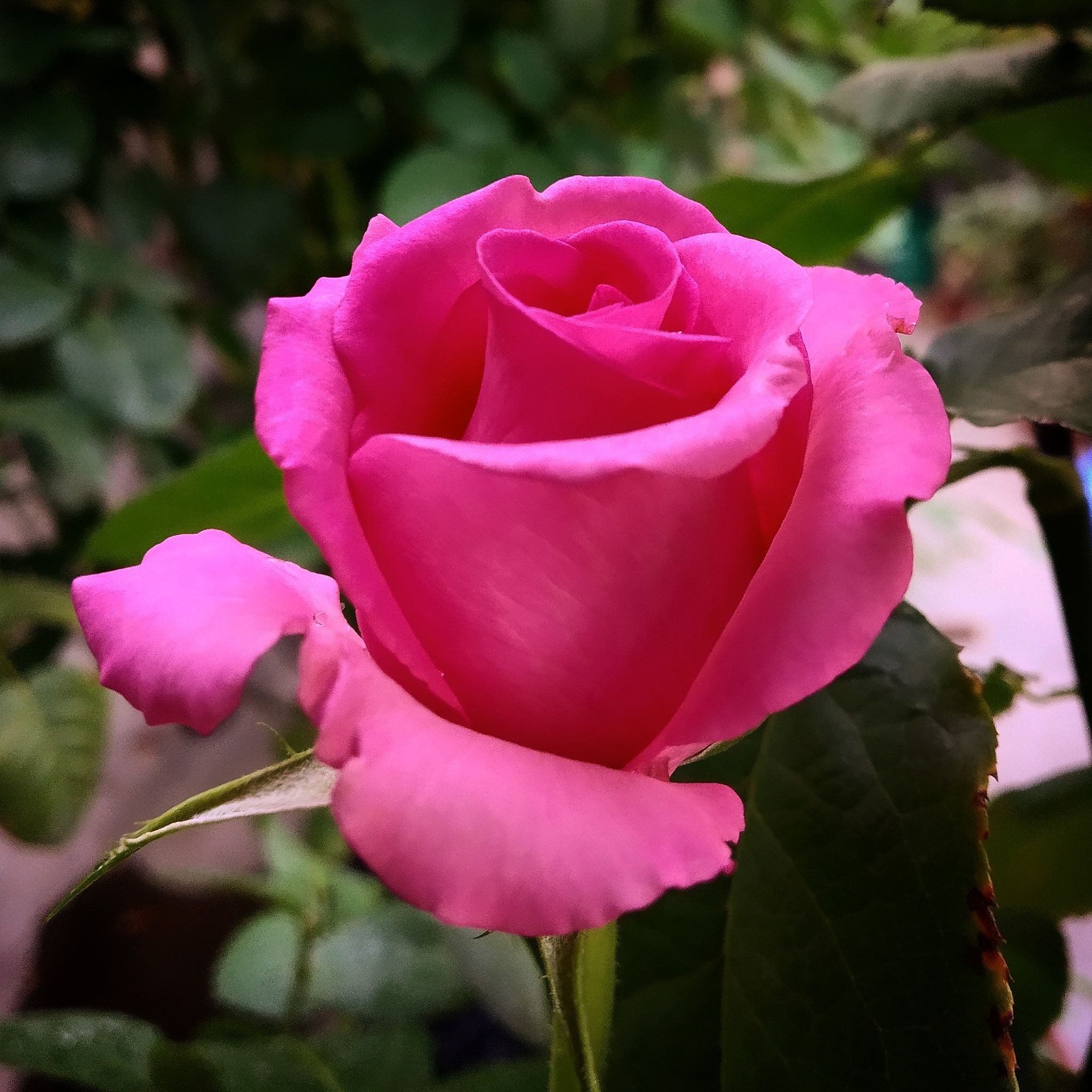 Topaz Rose Plant – Grafted Dutched Rose