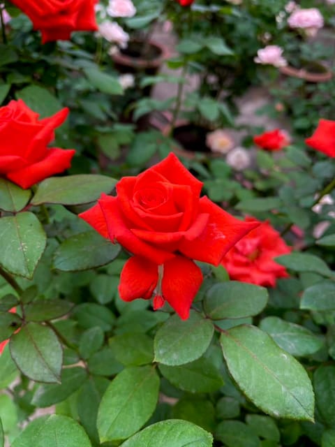 Rock Star Rose Plant – Grafted Dutched  Rose ( With Soil Plant)
