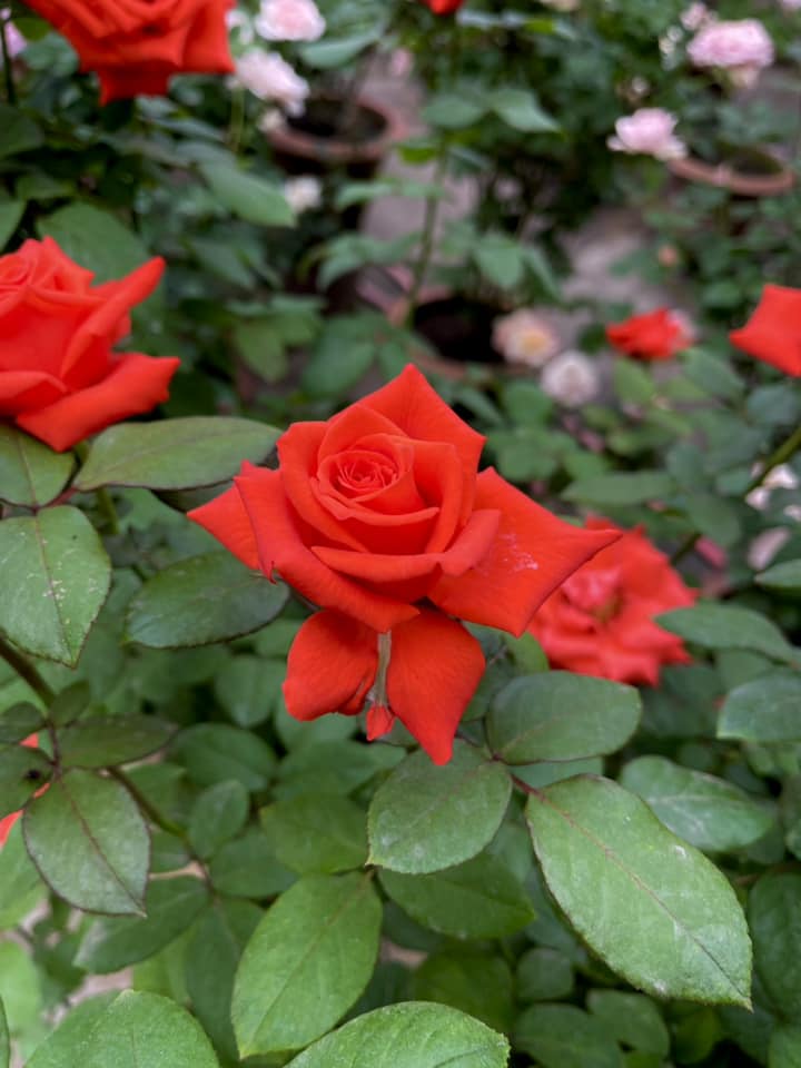 Rock Star Rose Plant – Grafted Dutched  Rose ( With Soil Plant)
