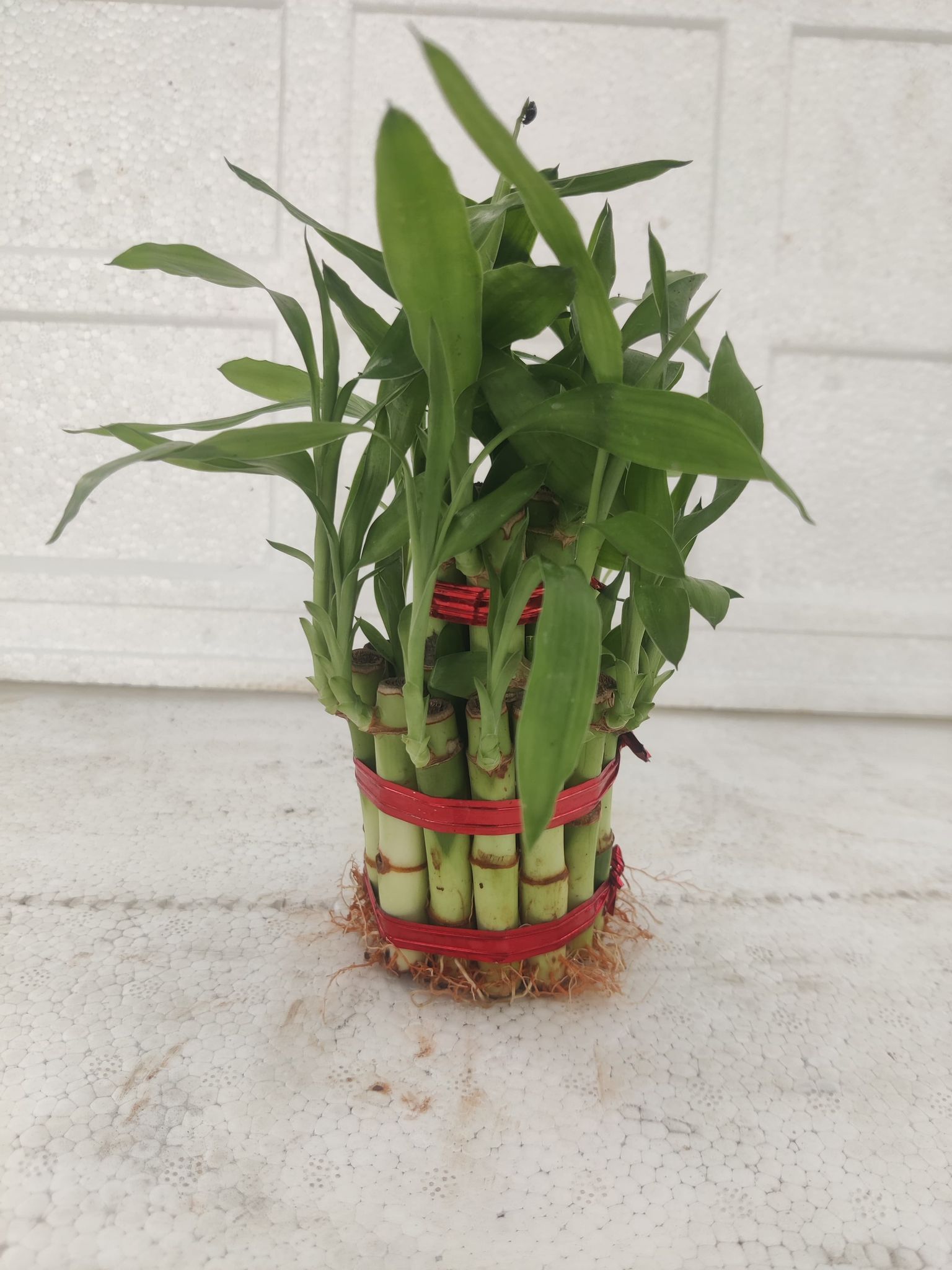 Two Layer Lucky Bamboo Plant