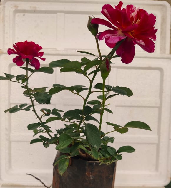 Dutch Rose Red Mix Voilet Plant