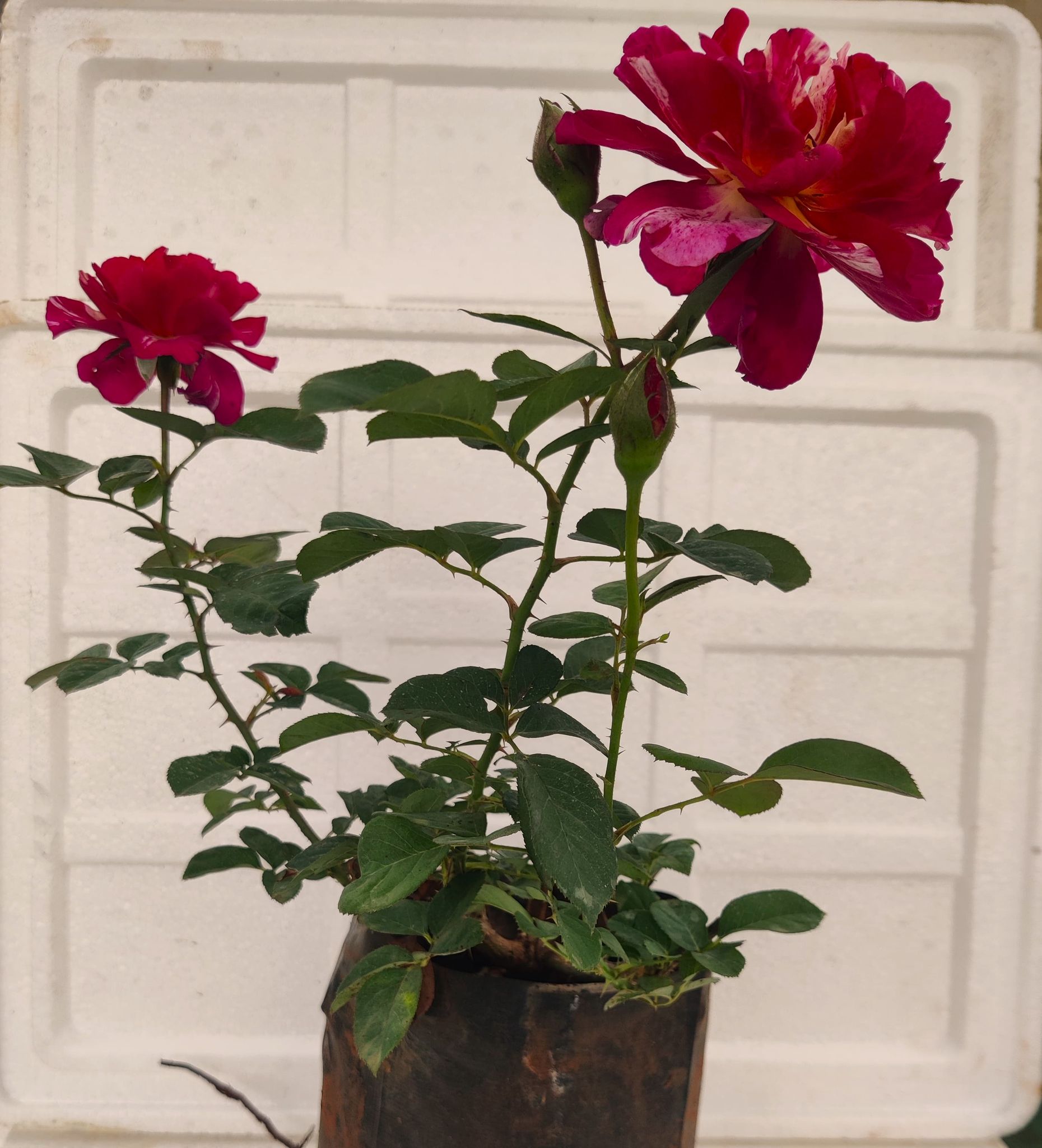 Dutch Rose Red Mix Voilet Plant