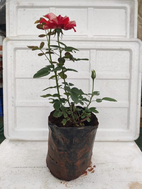 Orange White Mix Plant