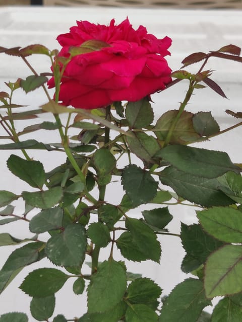Red Rose Plant