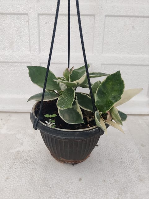 Hoya Wax Plant Including Pot