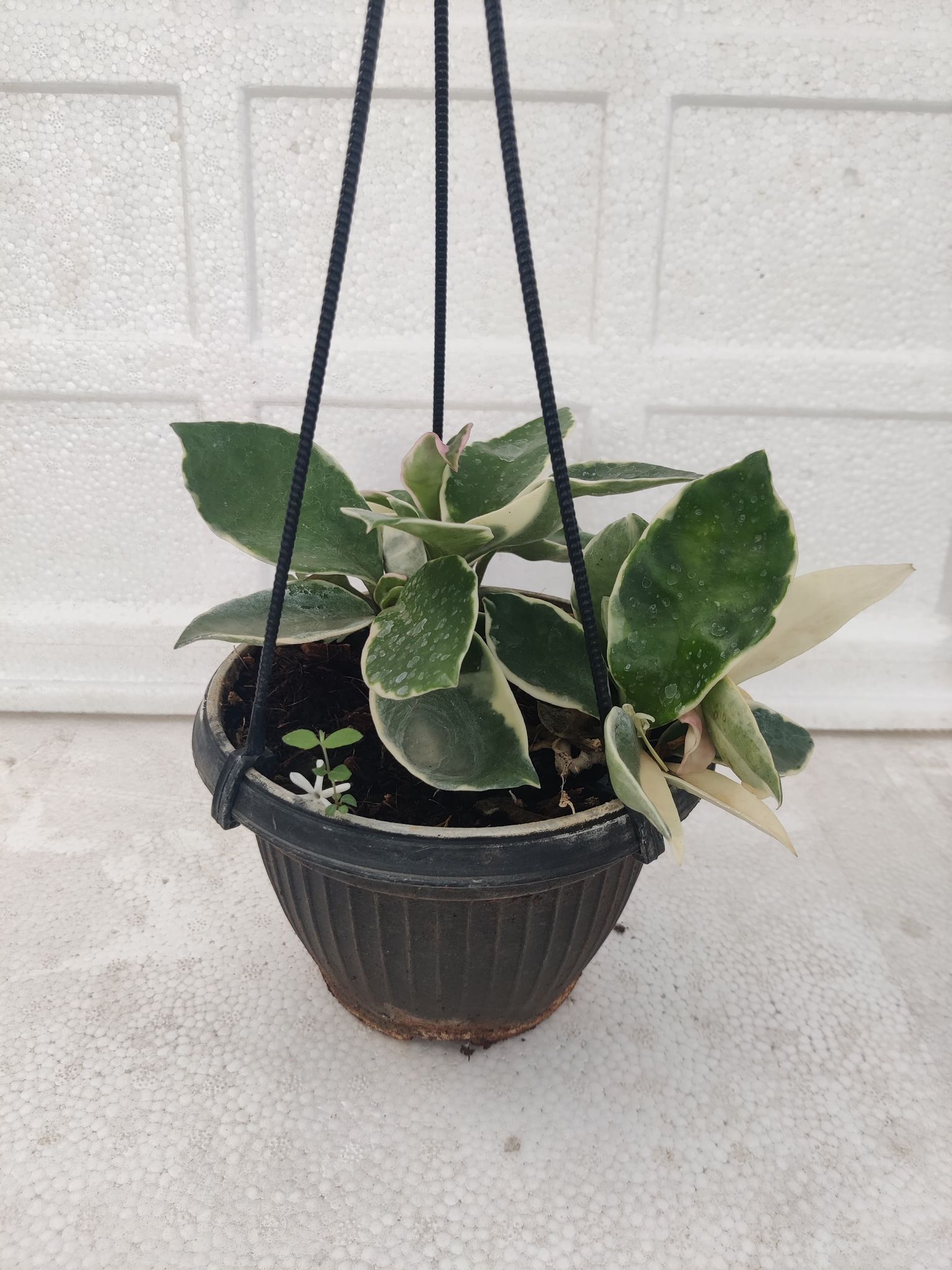 Hoya Wax Plant Including Pot