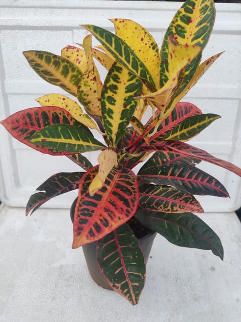 Croton Petra Plant With Pot