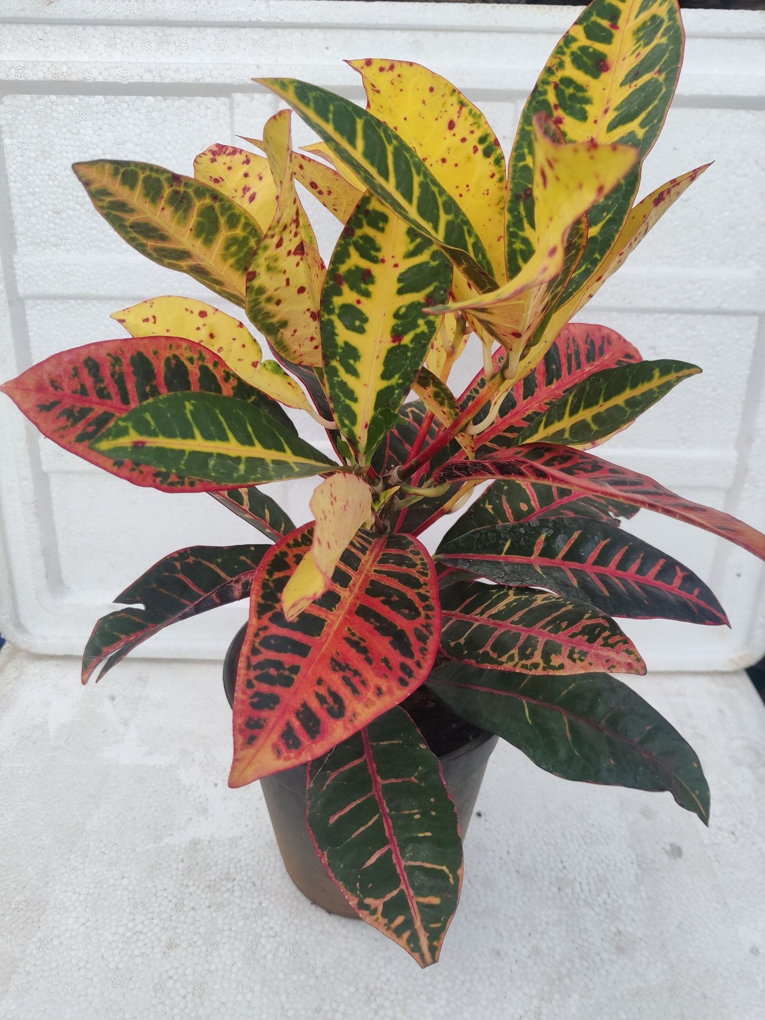 Croton Petra Plant With Pot