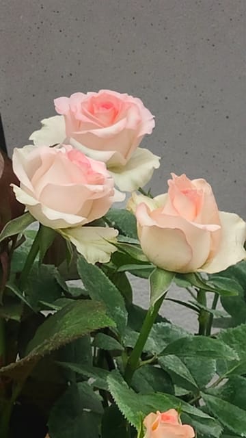 Jumelia Rose – Grafted Dutch Rose for Home Garden & Bouquets