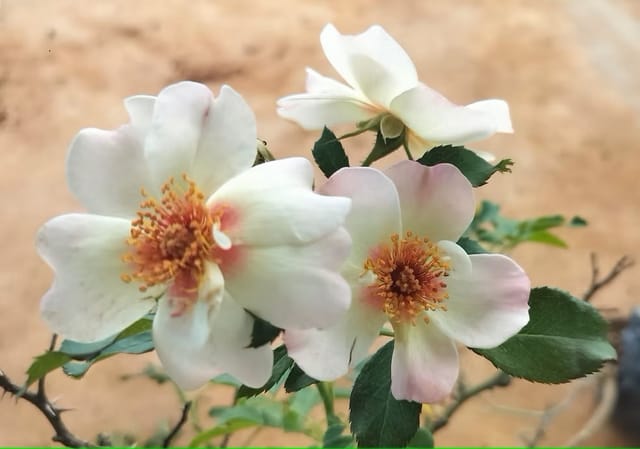 Eridu Babylon Rose Plant – Grafted Antique-Look Rose Variety