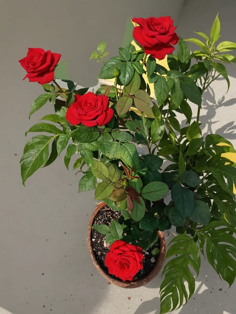 Top Secret Rose Plant – Premium Dutch Grafted Rose Variety (With Soil Plants)