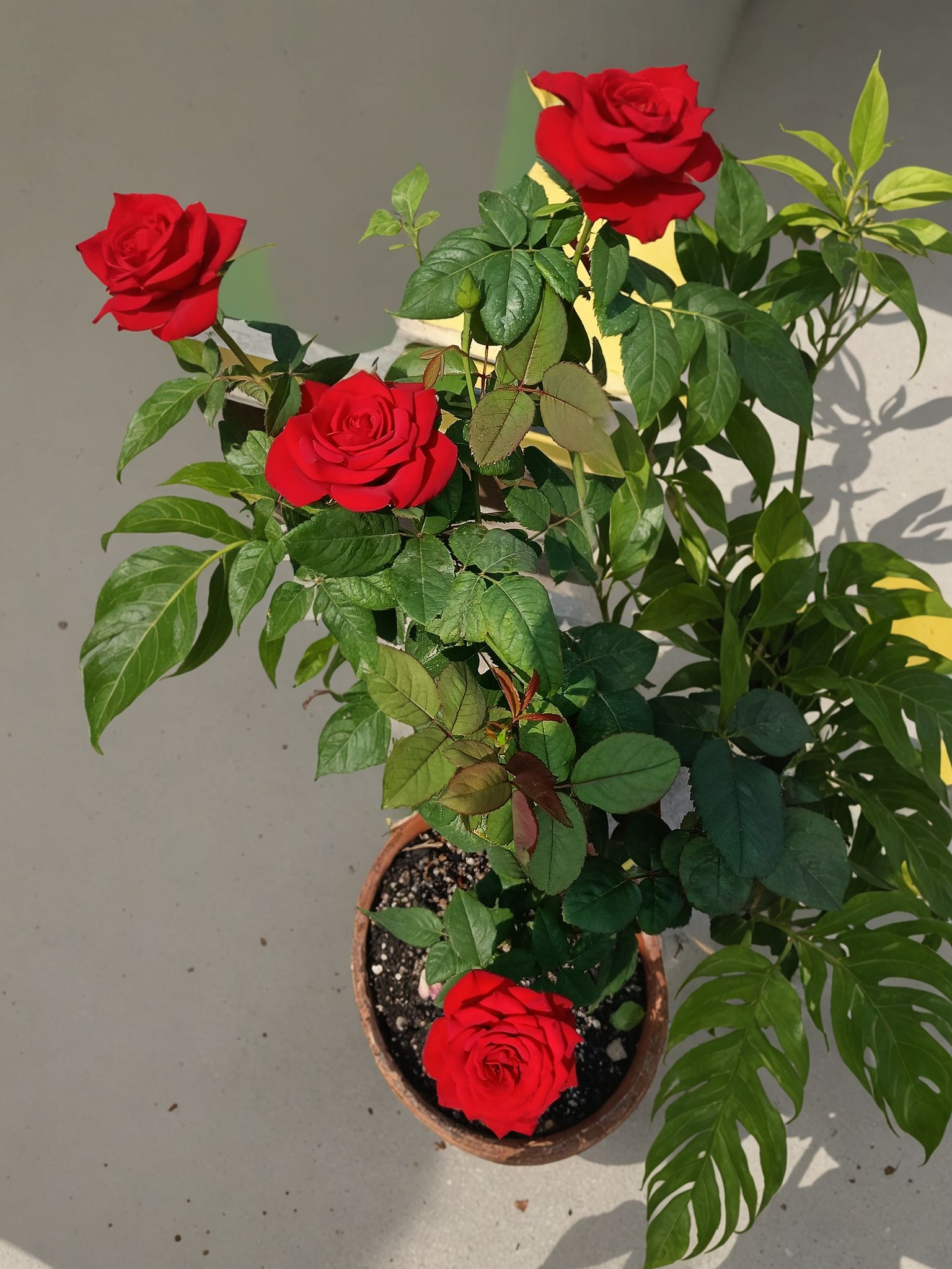 Top Secret Rose Plant – Premium Dutch Grafted Rose Variety (With Soil Plants)