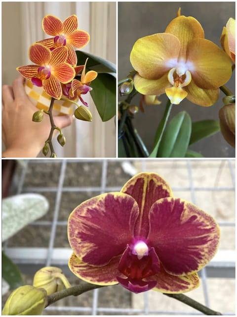 Assorted Phalaenopsis 3 Plant Combo With Buds