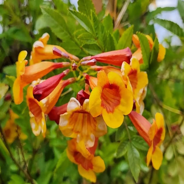 Tecoma Sparky