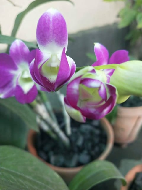 Orchid Dendrobium-Purple Flower